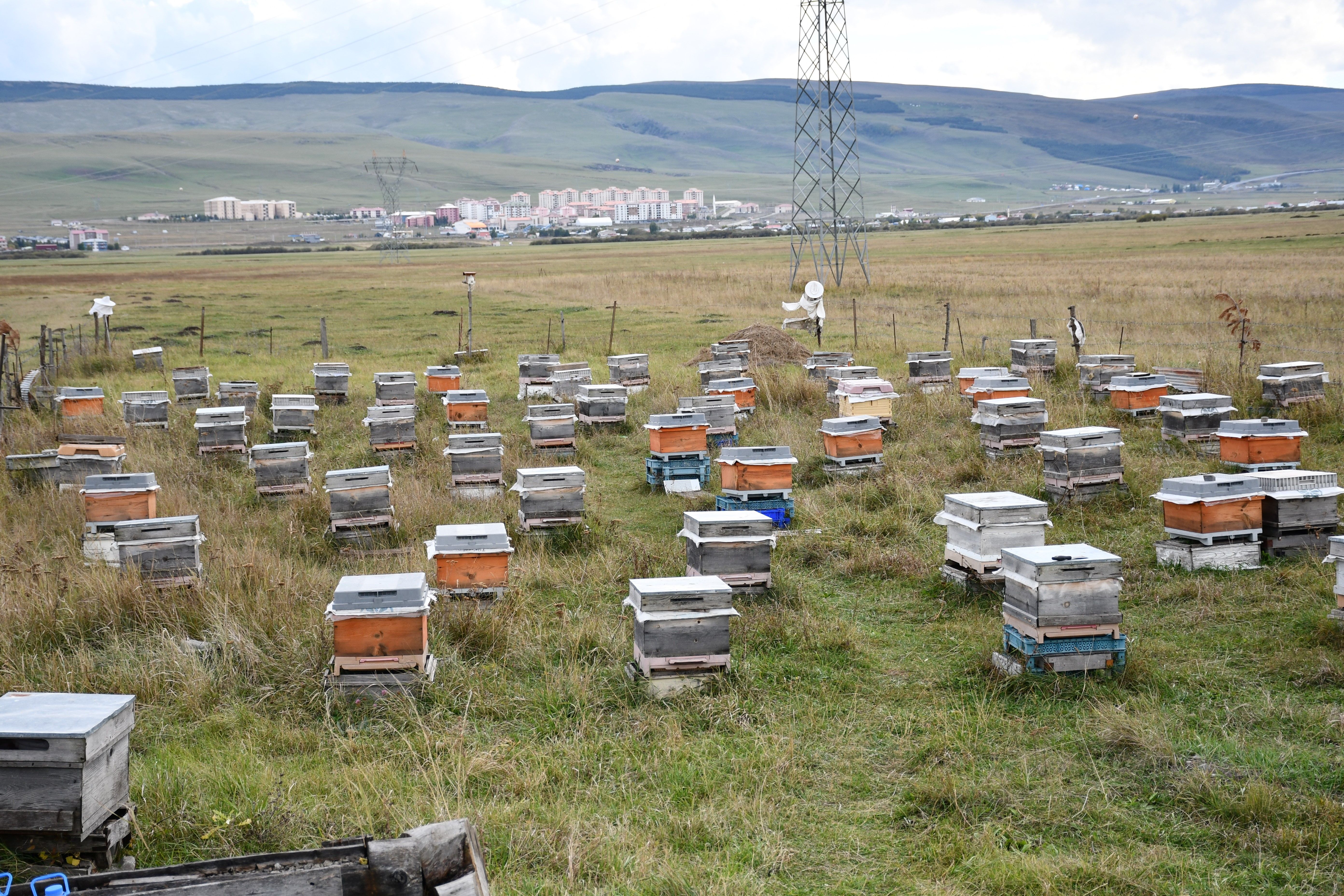 Ardahan’da bal hasadı tamamlandı, arıcılar 2027 sezonuna hazırlanıyor