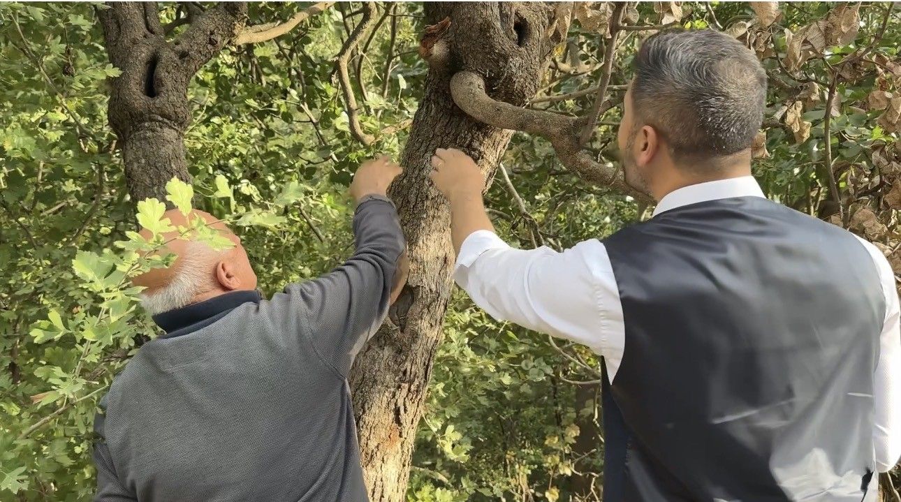 Yüksekova’da “Yetişmez” denilen Antep fıstığı 50 yıldır meyve veriyor