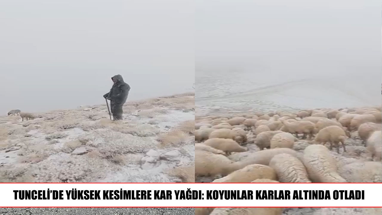 Ovacık’ta kar sürprizi: Koyunlar beyaz örtü altında otladı