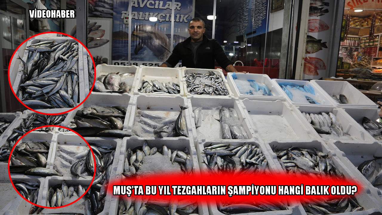 Muş’ta balık tezgahlarında bu sezon dengeler değişti: Hamsi mi, palamut mu?