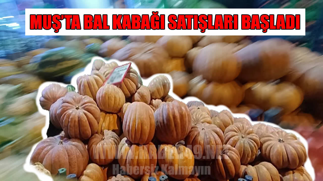 Muş’ta bal kabağı sezonu açıldı
