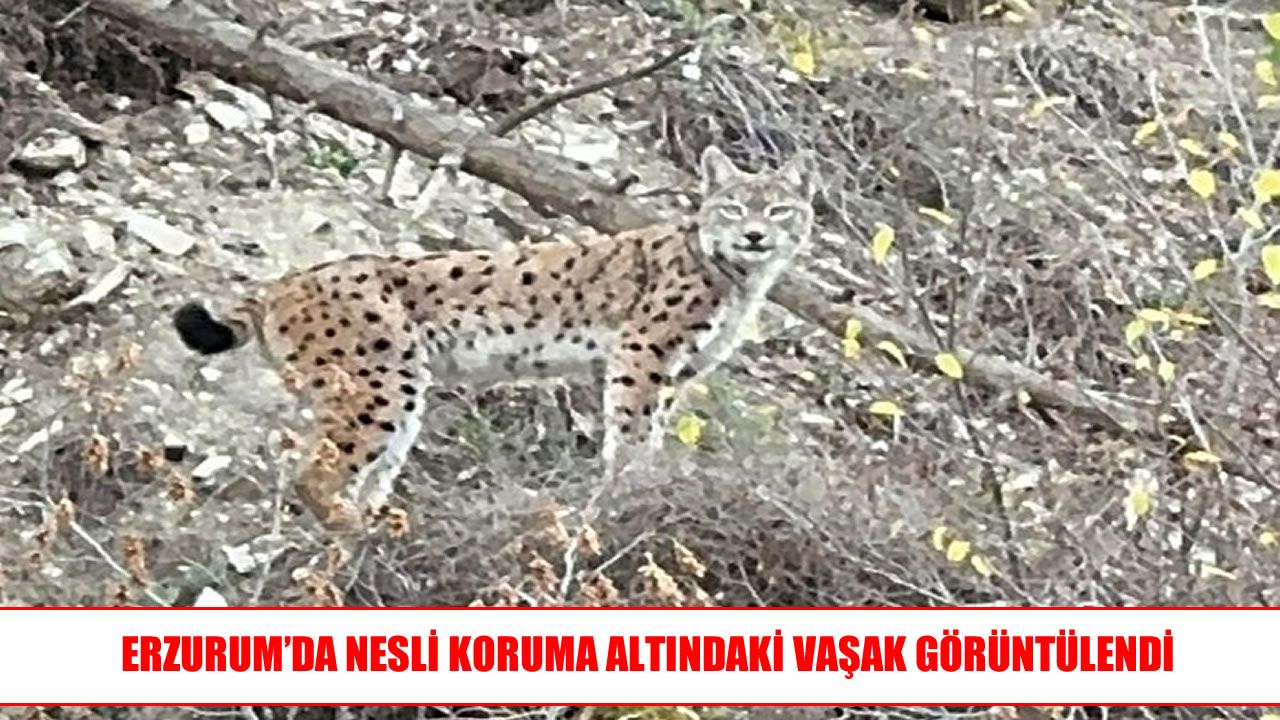 Erzurum’un ormanlık alanlarında vaşak görüldü