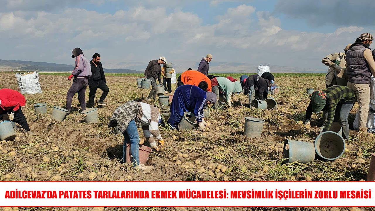 Adilcevaz’da mevsimlik işçilerin zorlu hasat mesaisi