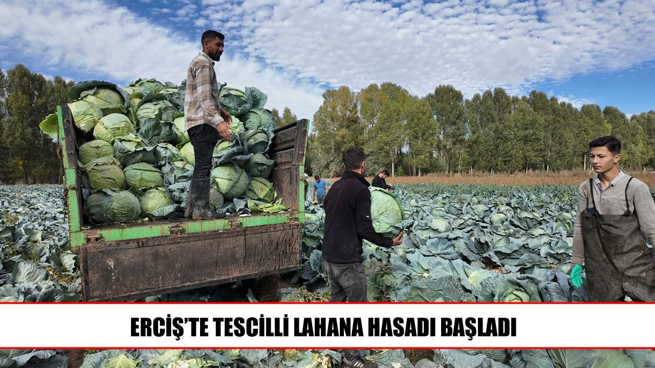 Erciş’in meşhur lahanasında hasat mesaisi