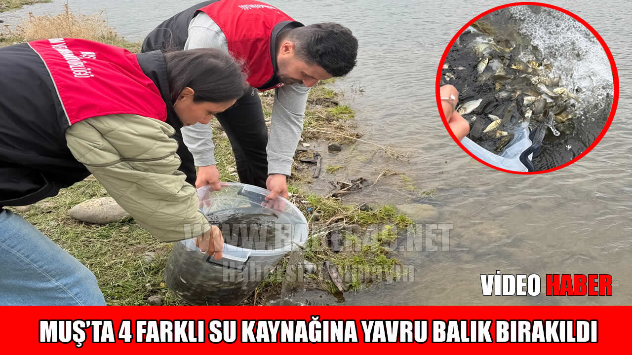 Muş’ta göletlere 1 milyon 290 bin yavru balık bırakıldı