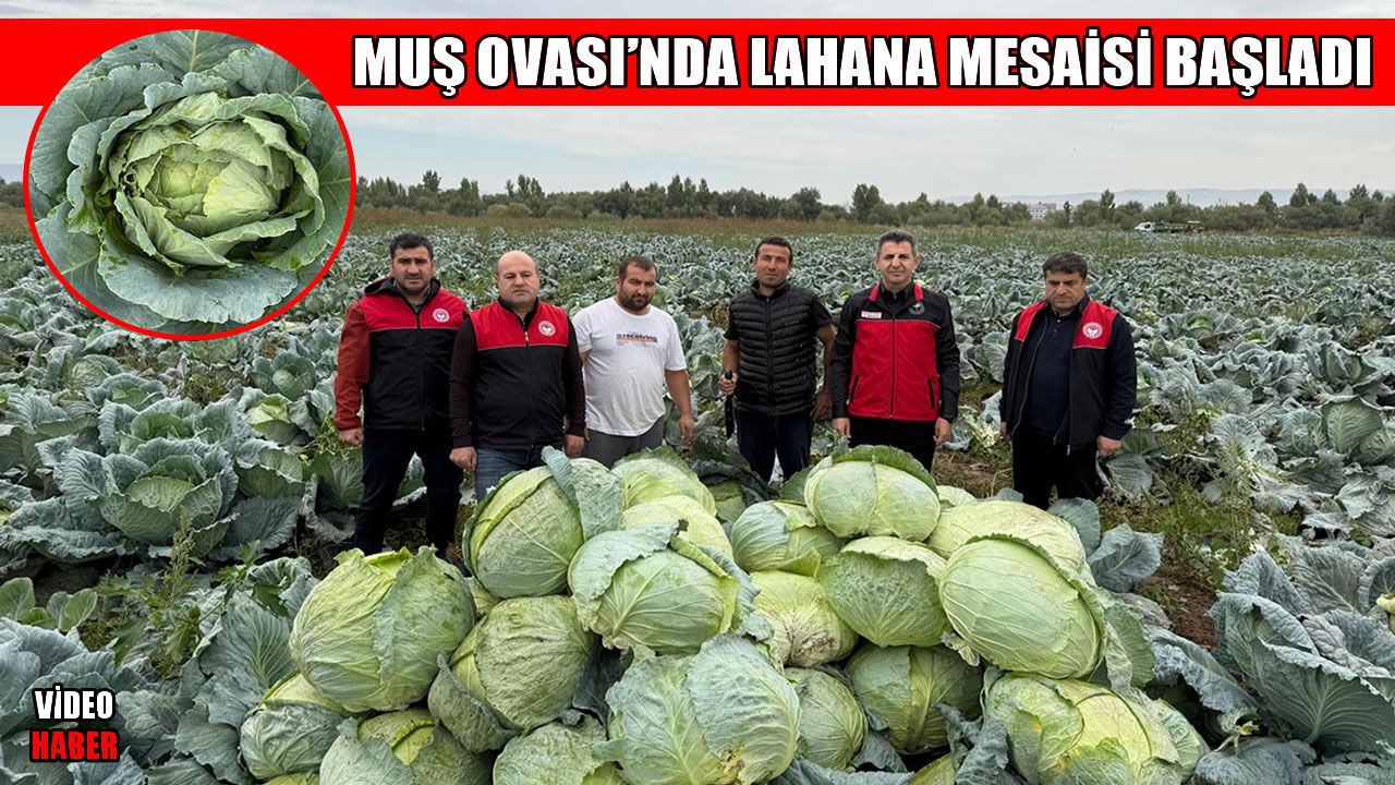 Muş Ovası'nda 3 bin dekarlık alanda üretilen lahanaların hasadına başlandı
