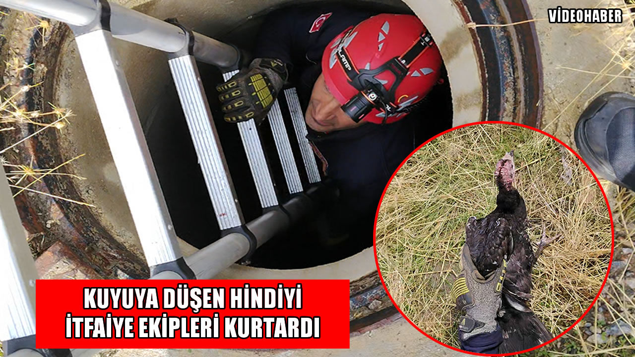 Muş’ta kuyuya düşen hindi kurtarıldı
