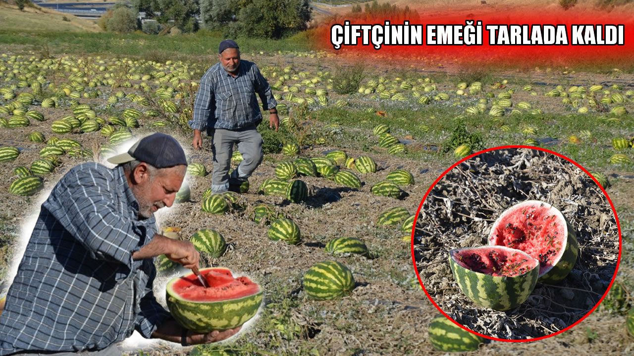 Muş’ta 550 ton karpuz çürümeye terk edildi